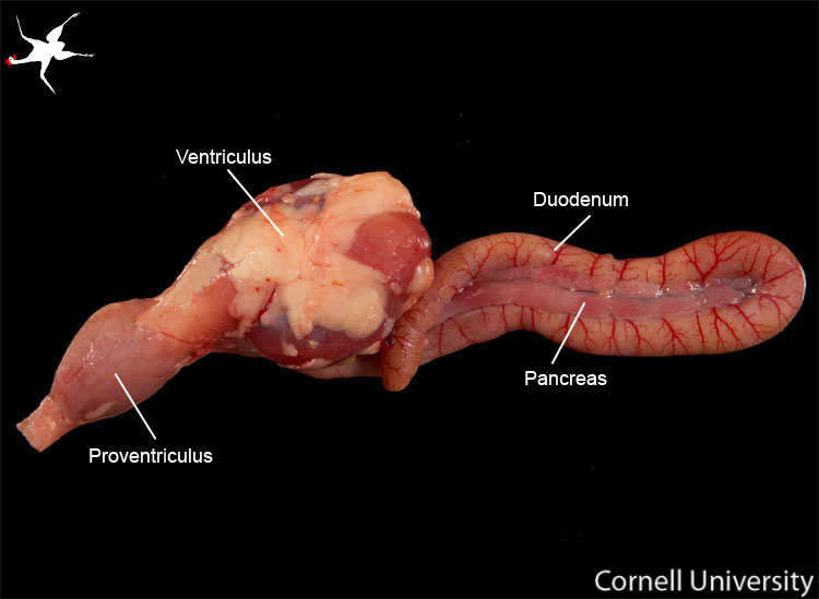 real pancreas