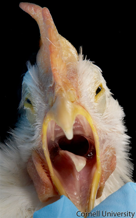 Курица открывает рот